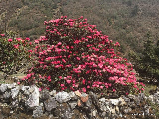 Rhododendron in voller Blüte