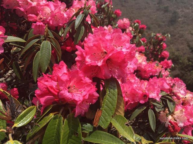 Rhododendronblüte